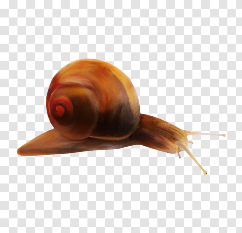 Snail Orthogastropoda Gastropod Shell Transparent PNG