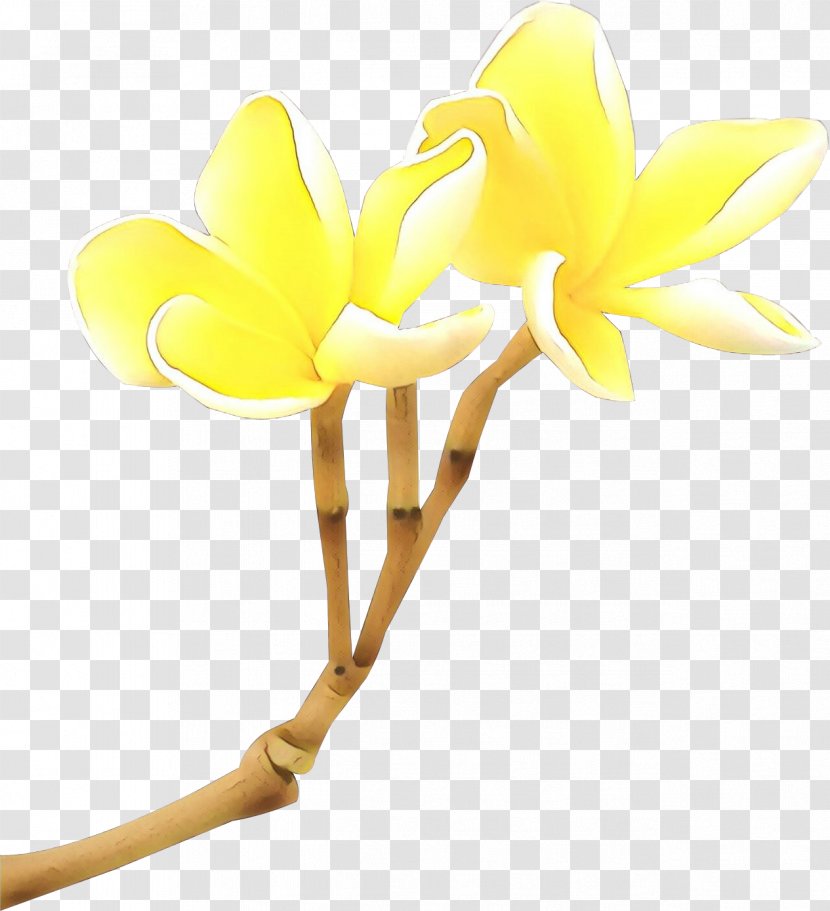 Yellow Flower Plant Clip Art Petal - Cut Flowers Flowering Transparent PNG