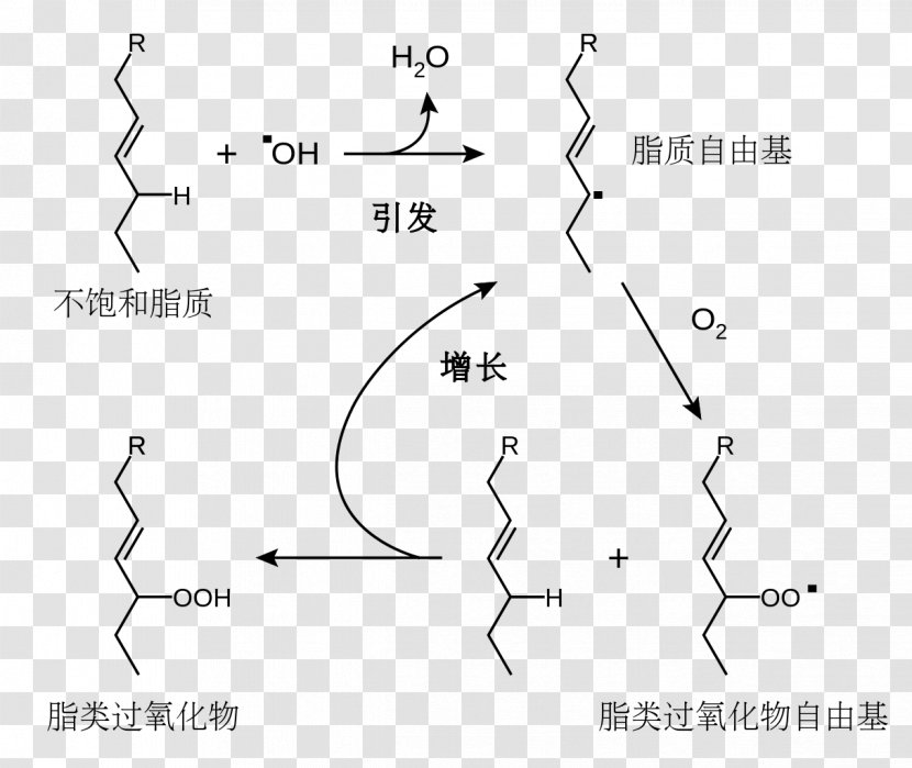 Antioxidant Lipid Peroxidation Redox Oksidacija Vitamin E - Plot Transparent PNG