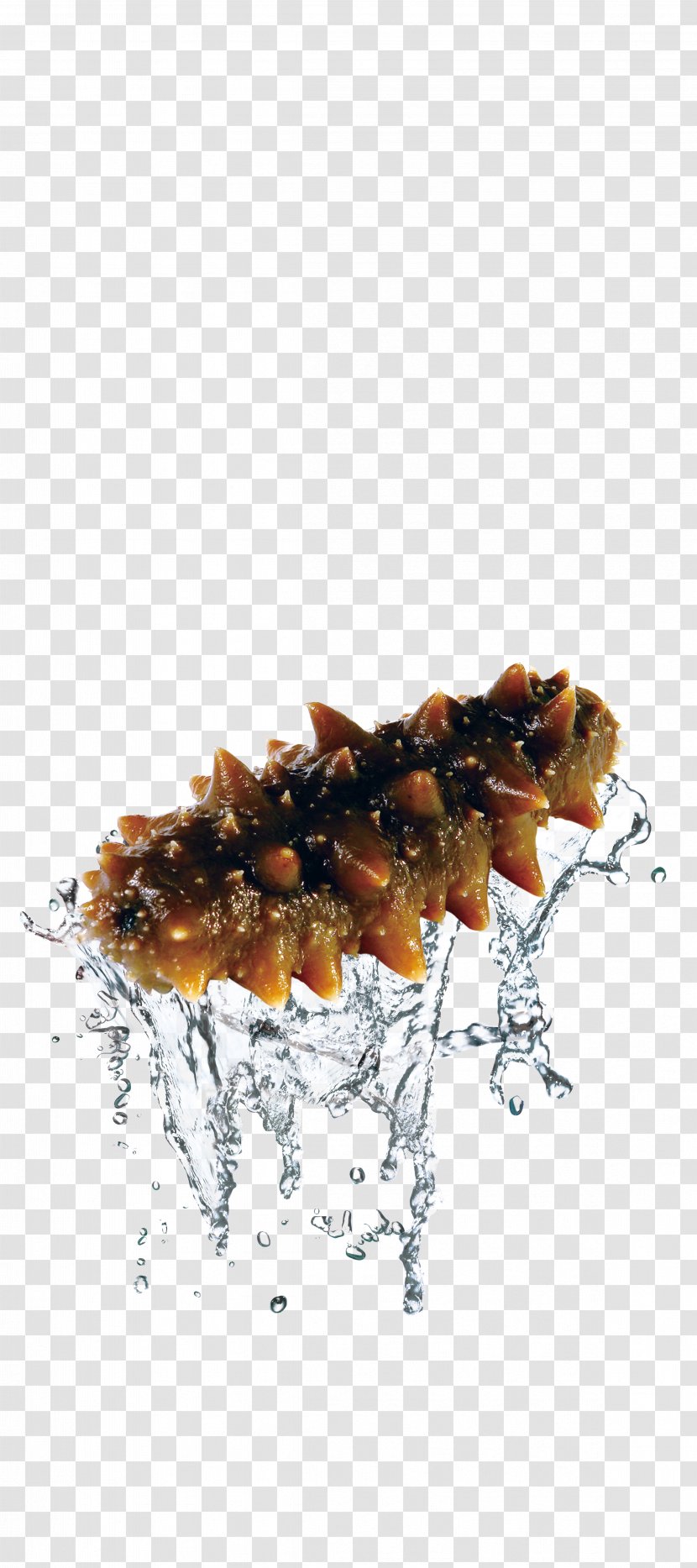 Sea Cucumber As Food Seafood Deep Transparent PNG