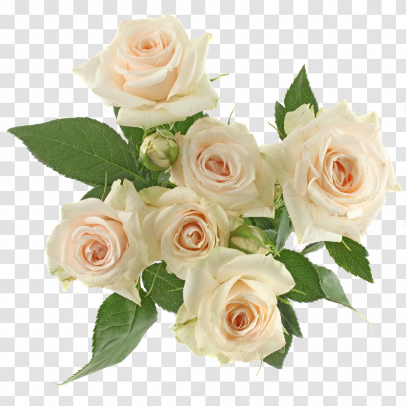 Garden Roses Cabbage Rose Floribunda Floral Design Cut Flowers - Family - Flower Transparent PNG