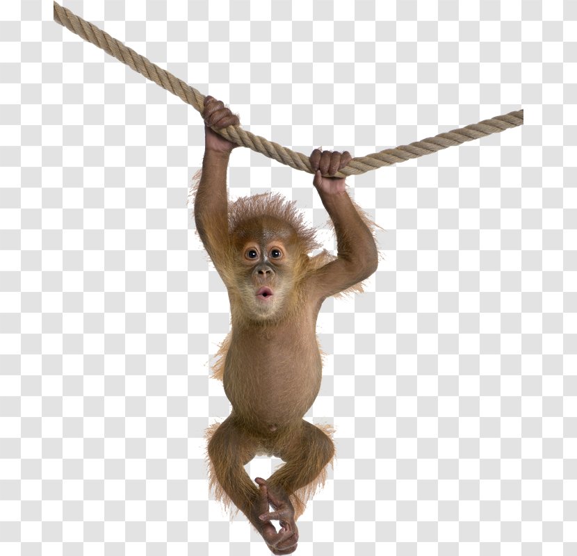 Orangutan Monkey Desktop Wallpaper - Stock Photography Transparent PNG