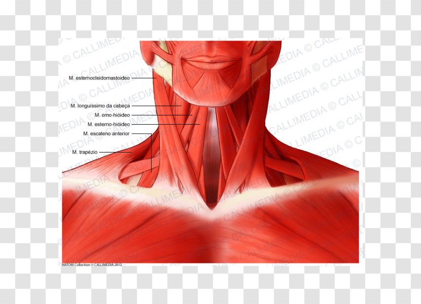 Sternocleidomastoid Muscle Head And Neck Anatomy Human Body Transparent PNG