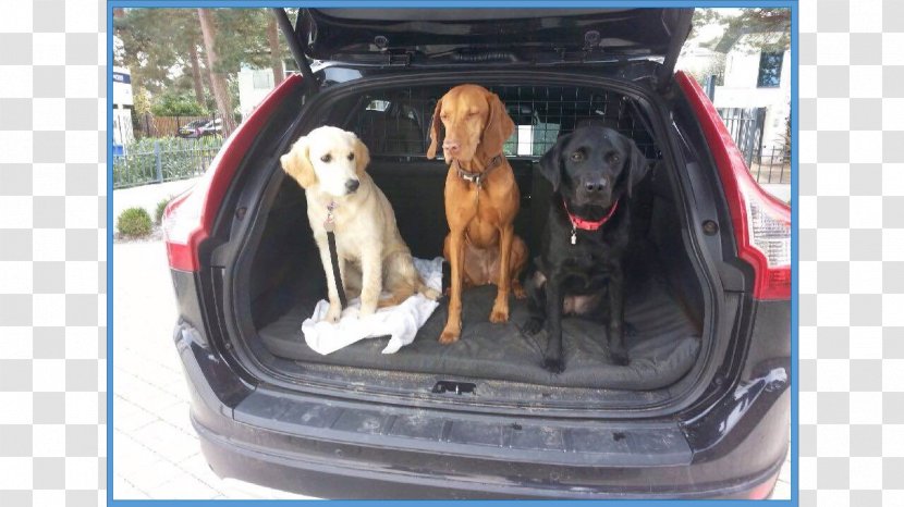 Dog Breed Vizsla Sporting Group Car Door - Sedan Transparent PNG