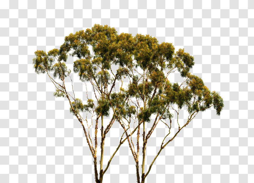 Tree Plant Woody Plant Flower Branch Transparent PNG