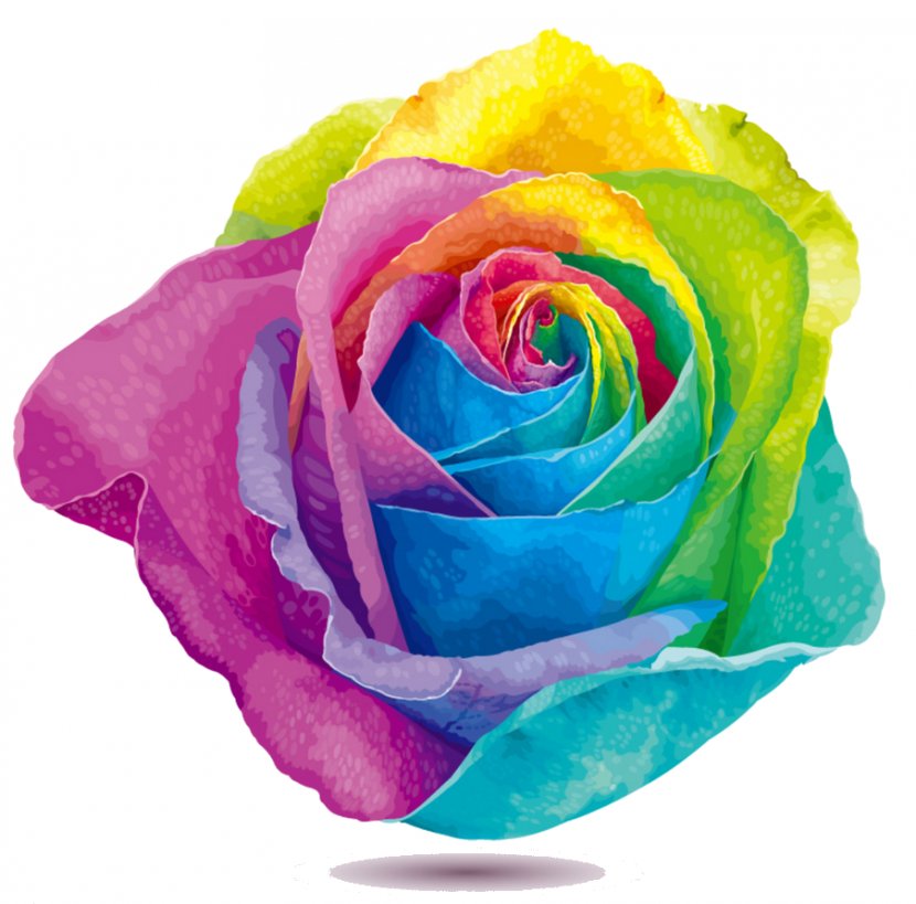 Rainbow Rose Flower Stock Photography Clip Art - Pink Transparent PNG