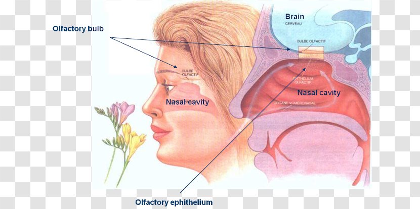 Olfaction Odor Sense Sensation Olfactory Epithelium - Flower - Nose Transparent PNG