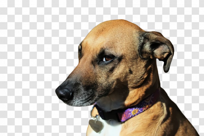 Cute Dog - Ear - Great Dane Azawakh Transparent PNG