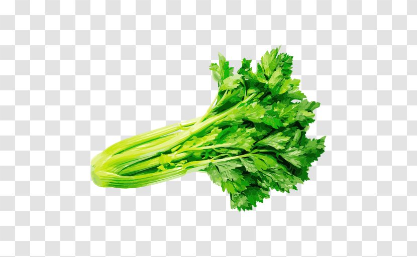 Parsley Coriander Celery Vegetable Herb Transparent PNG