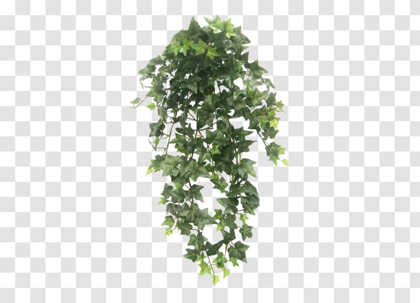 Hanging Basket Houseplant Vine Tree - Japanese Maple - Plant Transparent PNG