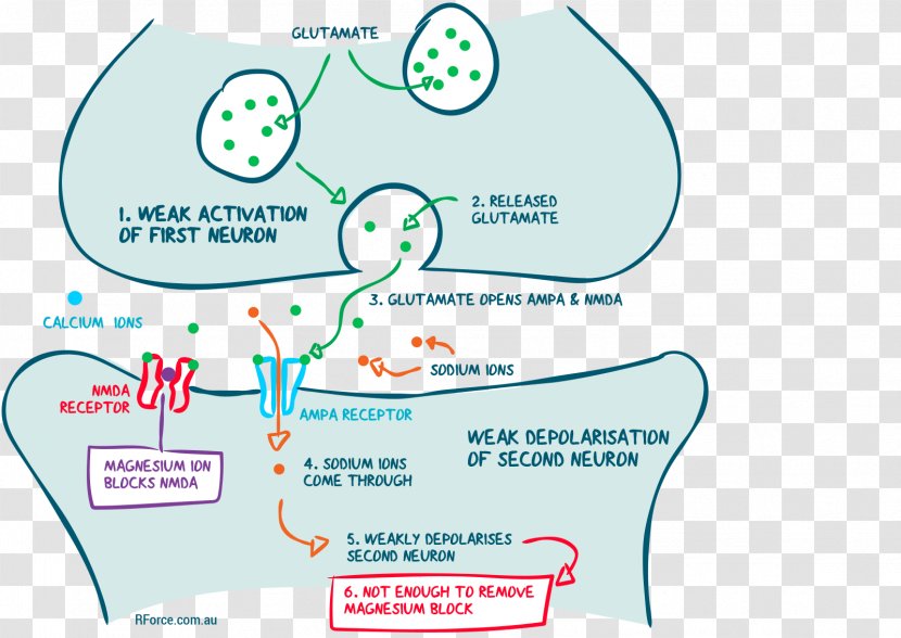 Brand Human Behavior Organism - Diagram - Water Transparent PNG