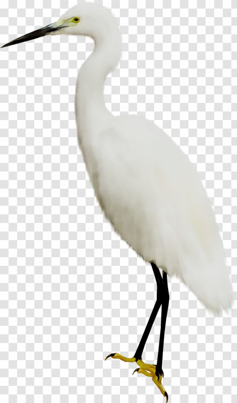 Great Egret White Stork Heron Bird Ibis - Shorebird - Vertebrate Transparent PNG