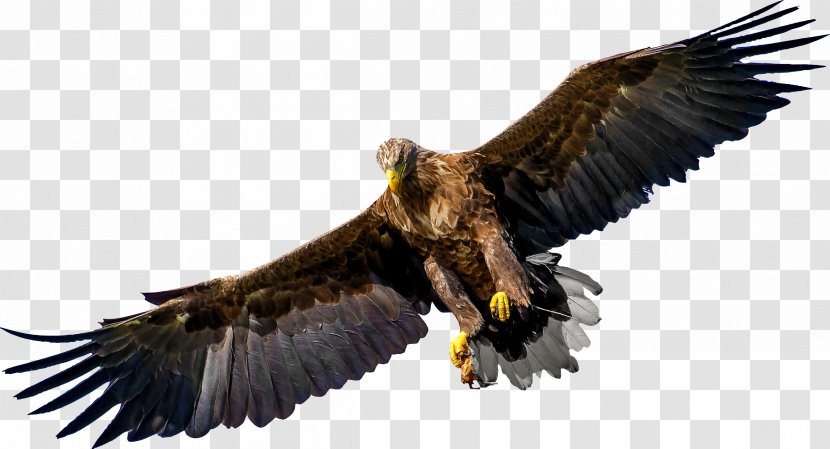 Bird Of Prey Bald Eagle - Fauna Transparent PNG