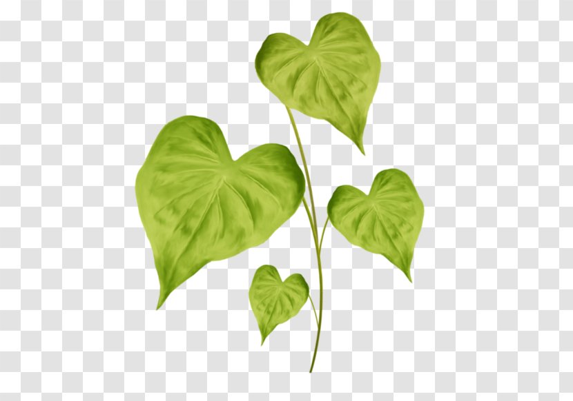 Leaf Plant Stem - Green Transparent PNG