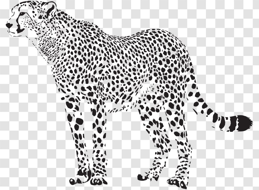 Cheetah Vector Graphics Illustration Image Leopard - Carnivoran Transparent PNG