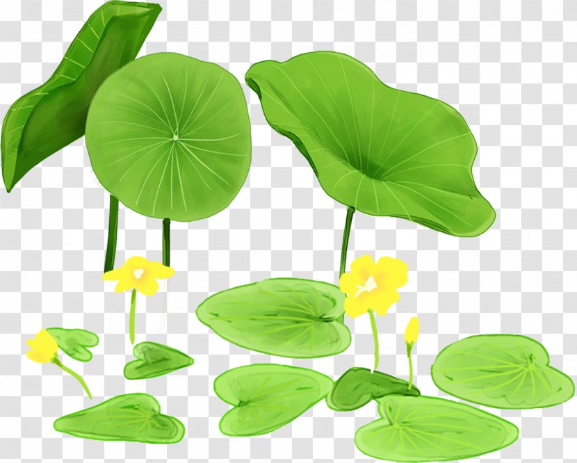 Nelumbo Nucifera Leaf Icon - Cartoon - Lotus Transparent PNG