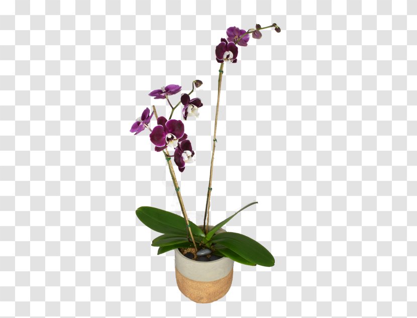 Moth Orchids Dendrobium Cut Flowers Flowerpot Transparent PNG