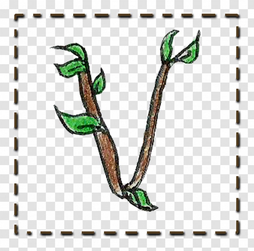 Branch Leaf Twig Plant Stem Tree - Organism Transparent PNG