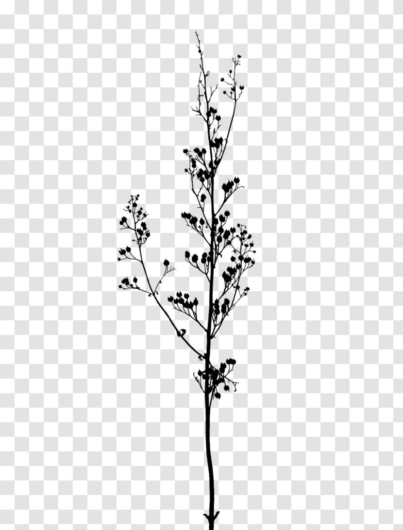 Twig Branch A Buddhist Spectrum Tree - Photography - Black And White Flowers Transparent PNG