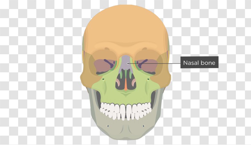 Frontal Process Of Maxilla Bone Skull Zygomatic - Ethmoid Inferior View Transparent PNG