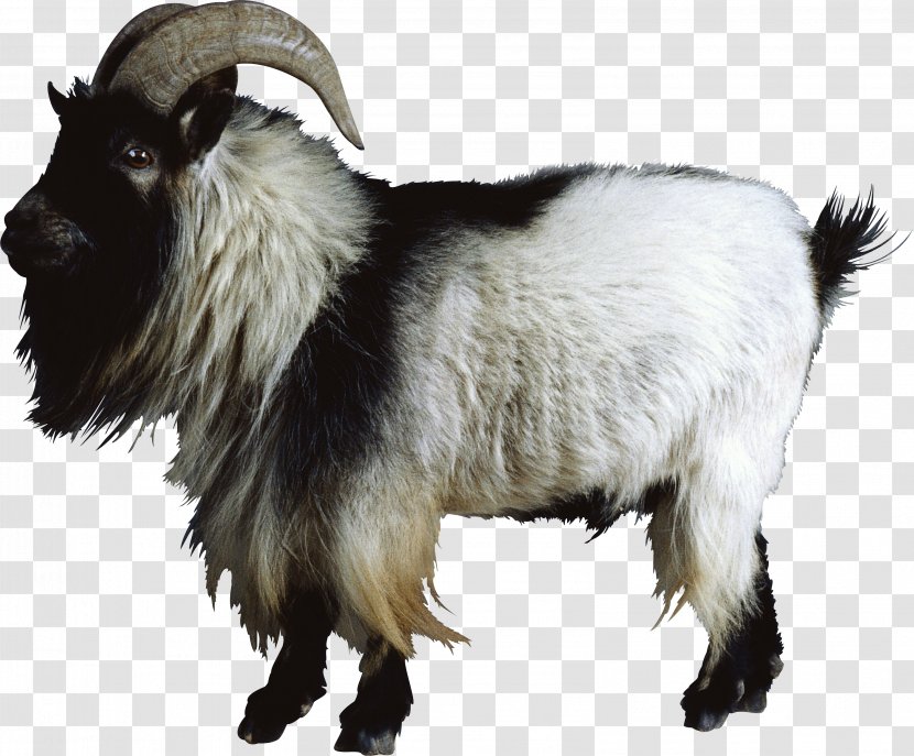 Goat Sheep Cattle - Feral Transparent PNG