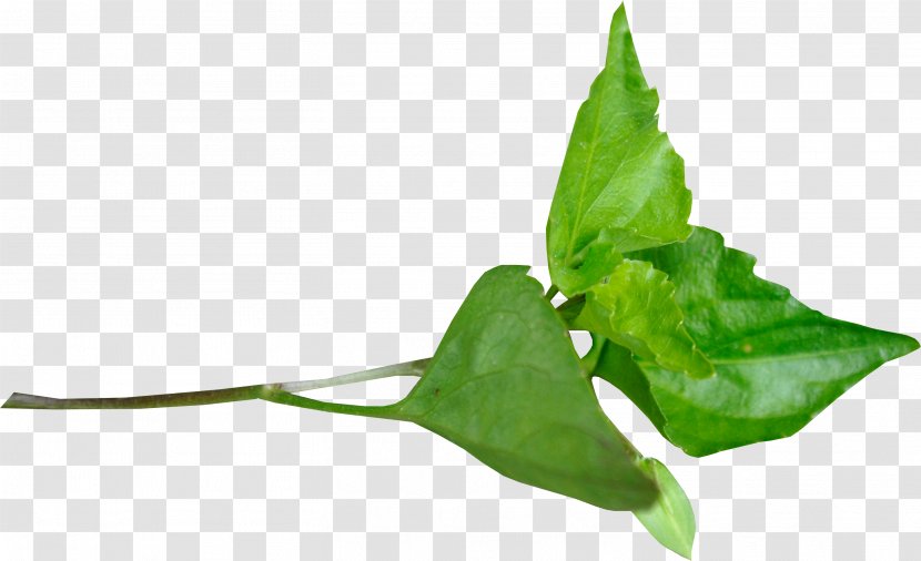 Leaf Clip Art - Plant Transparent PNG