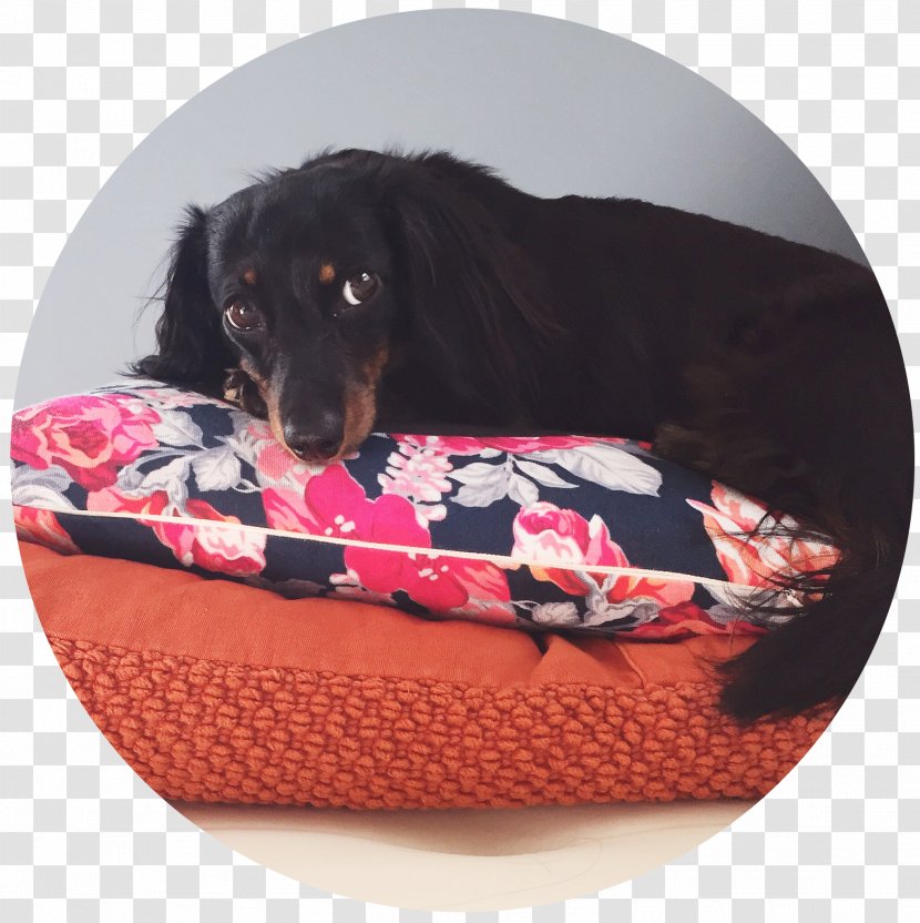 Dog Breed Puppy Bed Transparent PNG