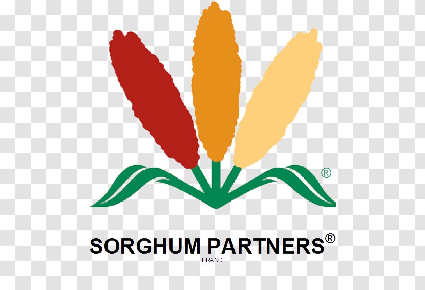 Food Nebraska Water Leaf Flower - Commodity - Sorghum Flour Transparent PNG