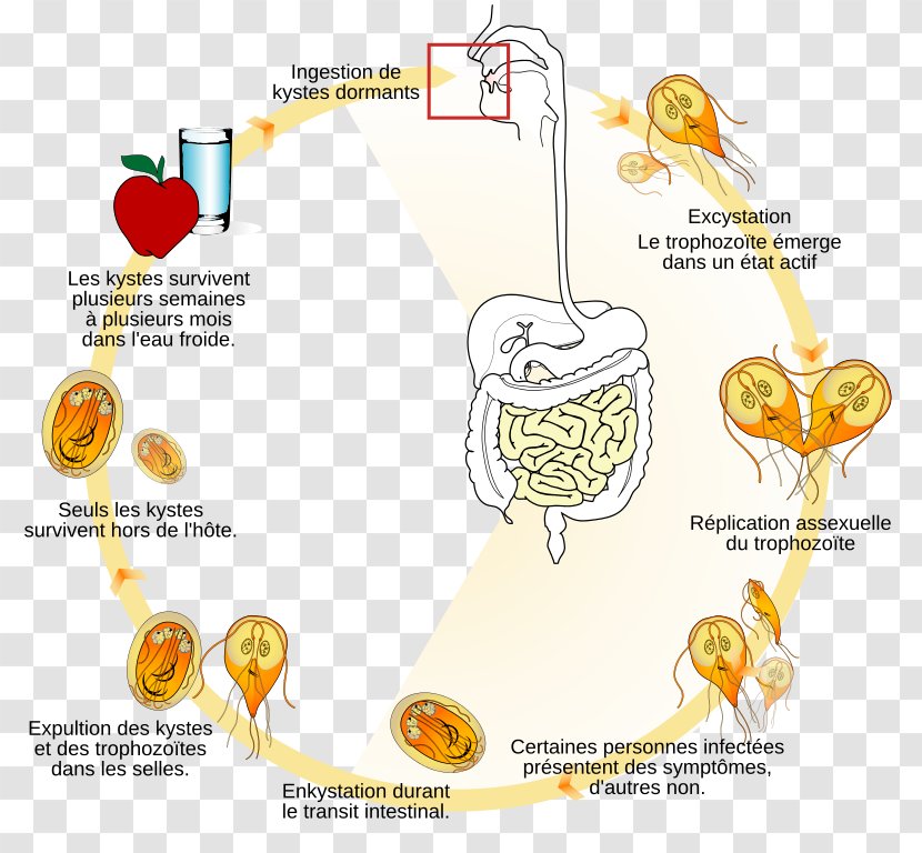Giardia Lamblia Giardiasis Biological Life Cycle Trophozoite Flagellate - Cartoon Transparent PNG