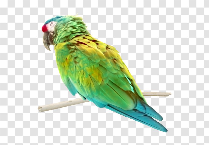 Budgerigar Lovebird Parrot Macaw - Common Pet Parakeet - Bird Transparent PNG