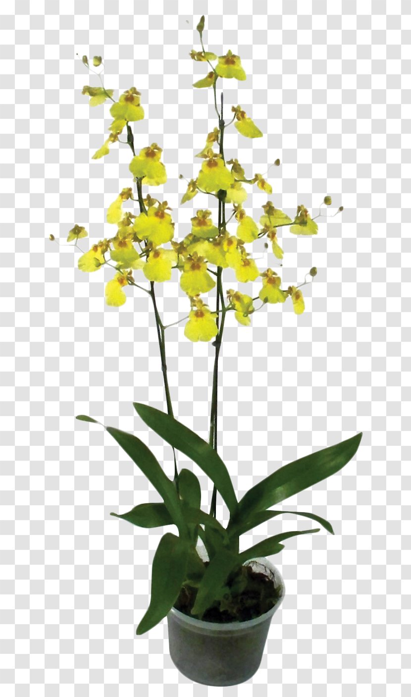 Flower Plant Dancing-lady Orchid Flores De Corte Dendrobium - Flowerpot - Monstera Transparent PNG