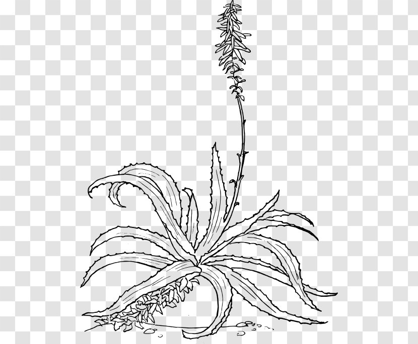 Aloe Vera Drawing Botanical Illustration - Symmetry - Plant Transparent PNG