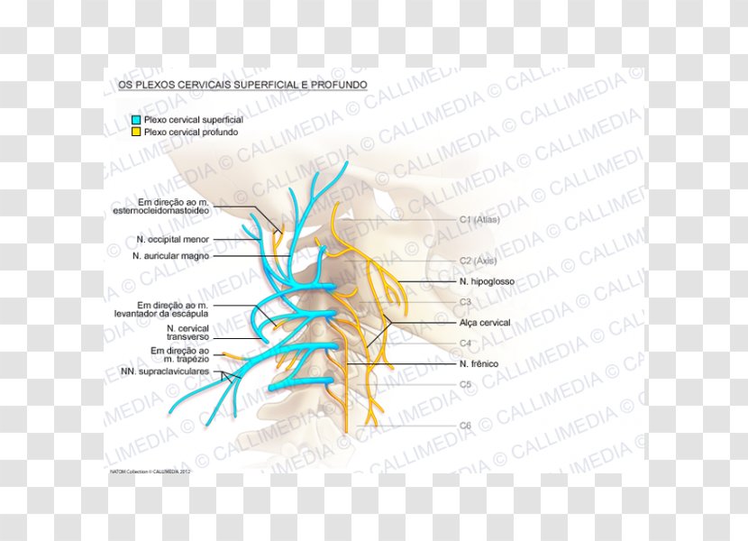 Cervical Plexus Vertebrae Ansa Cervicalis Great Auricular Nerve - Tree Transparent PNG