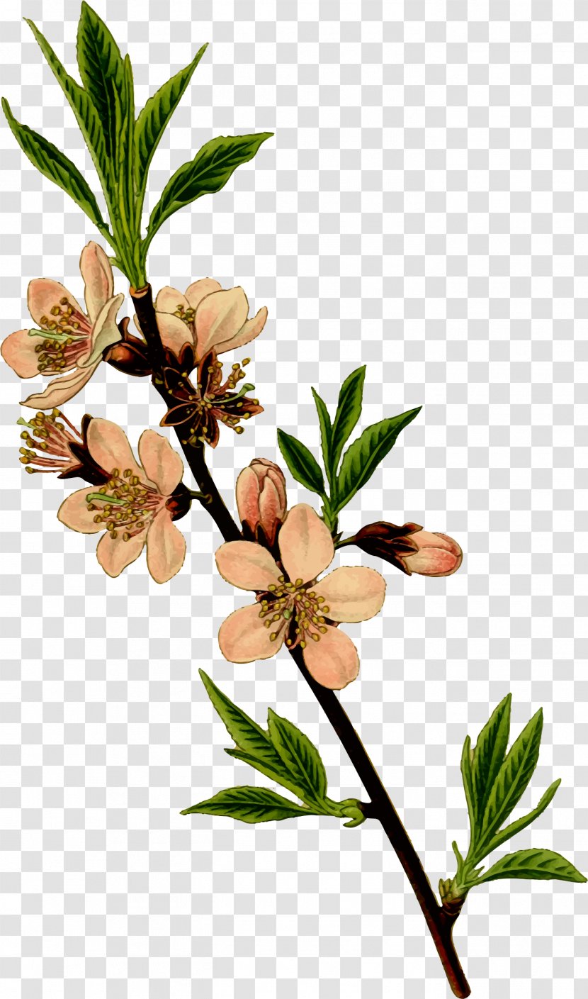 Almond Drawing Clip Art - Plant Stem Transparent PNG