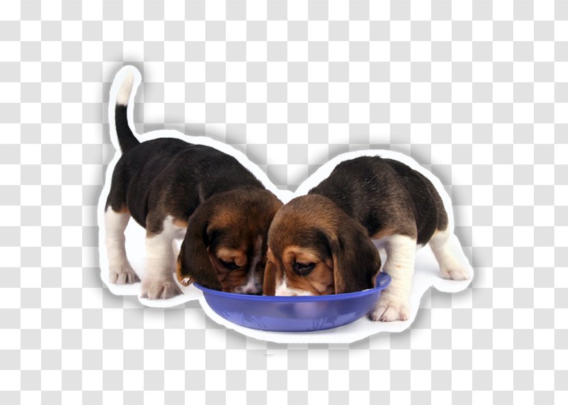 Beagle Hamilton Hound Harrier Puppy Finnish - Dog Like Mammal Transparent PNG