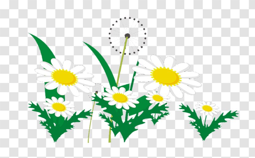 Common Dandelion Chrysanthemum Clip Art - Animation - Beautiful Fresh Flowers Leaves Transparent PNG