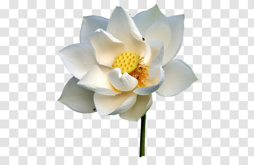 Nelumbo Nucifera White RGB Color Model - Plant Transparent PNG