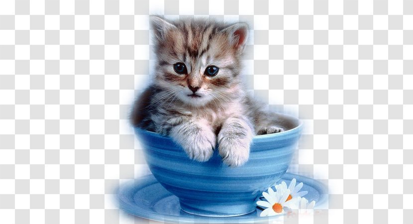 Kitten Persian Cat Cuteness Cup Black Transparent PNG