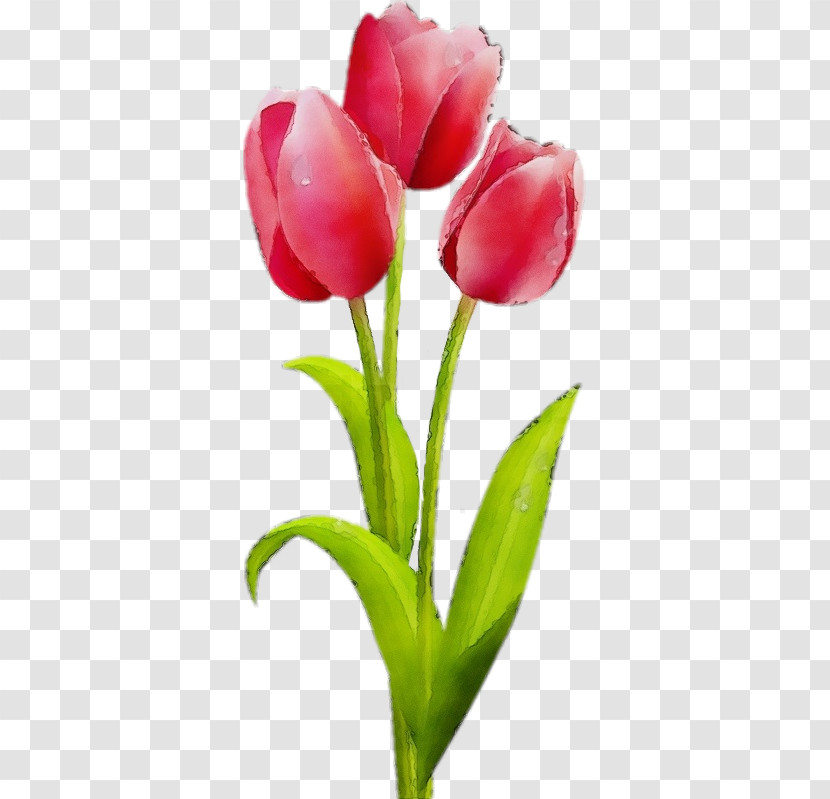 Flower Tulip Plant Petal Tulipa Humilis Transparent PNG