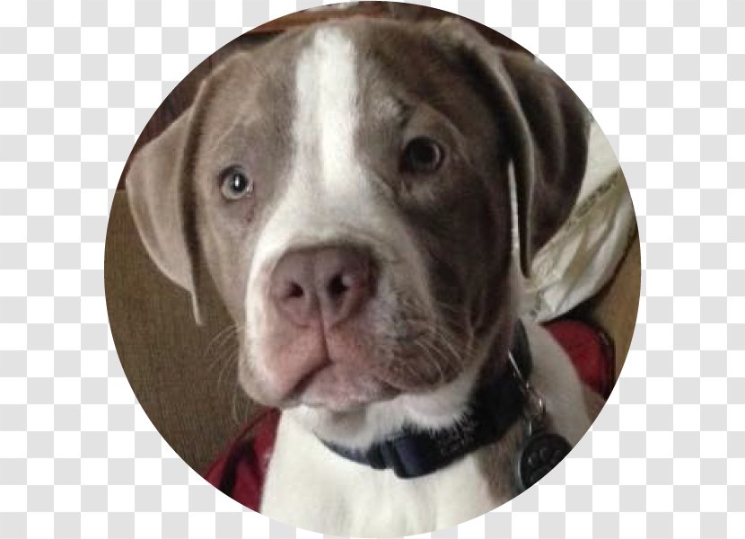 Dog Breed American Pit Bull Terrier Bulldog Alapaha Blue Blood - Puppy Transparent PNG