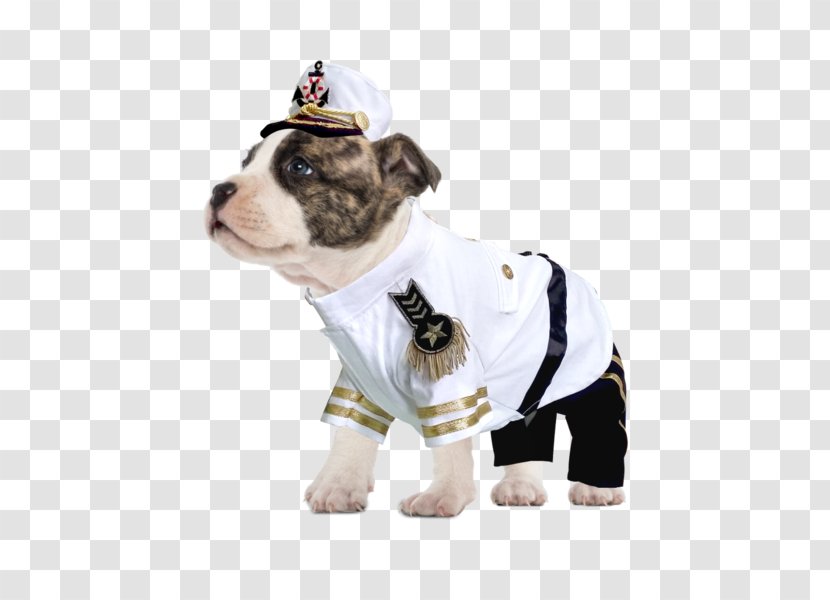 Dog Breed Puppy Halloween Costume Boston Terrier Transparent PNG