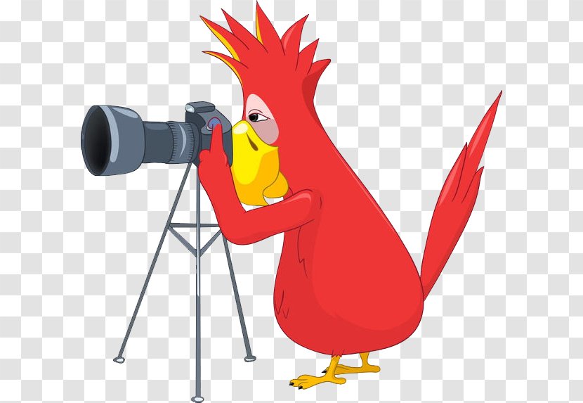 Photographer Stock Photography Clip Art - Royaltyfree - Parrot Camera Transparent PNG