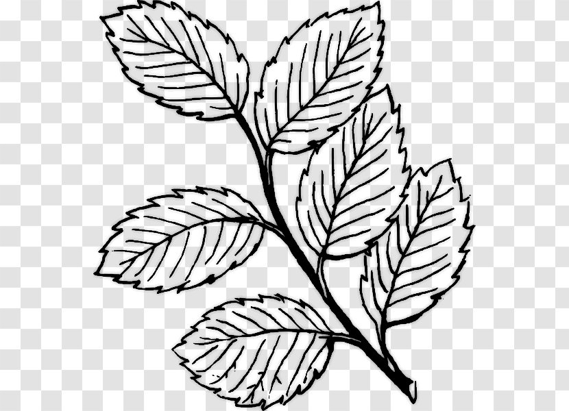 Leaf Clip Art - Tree Transparent PNG