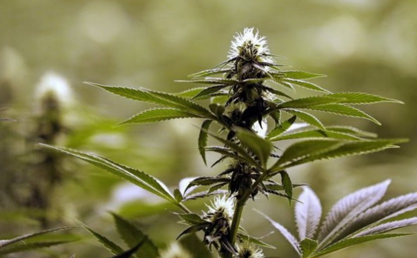Washington Oaksterdam University Cannabis Cultivation Medical - High Times Transparent PNG