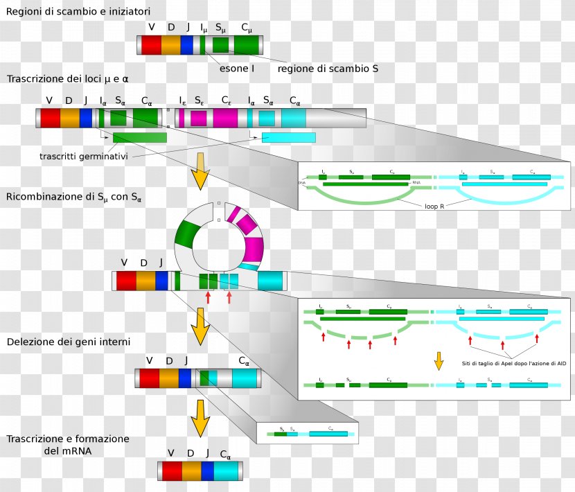 Isotype Antibody Immunoglobulin Class Switching V(D)J Recombination B Cell - Web Page - F Cable Transparent PNG