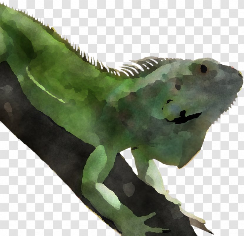 Green Iguana Lizard Iguanidae - Chameleon Gecko Transparent PNG
