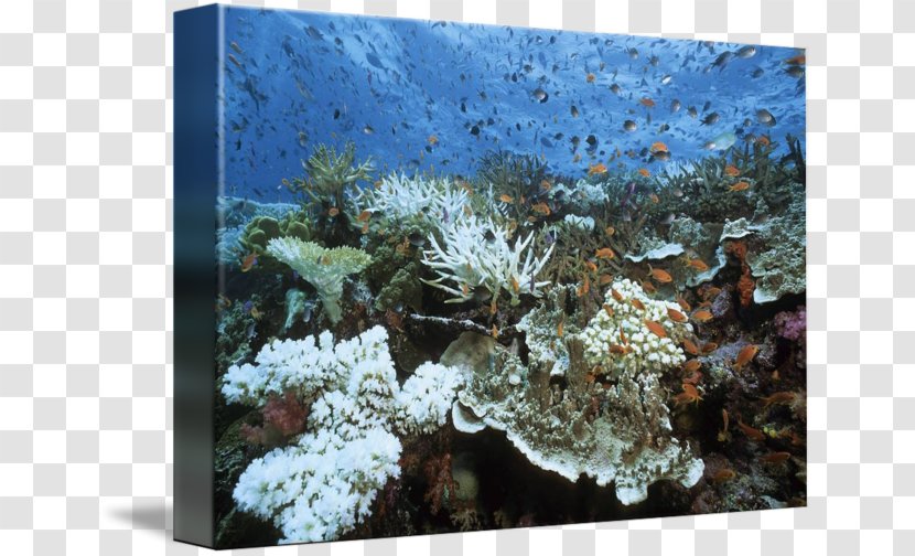 Stony Corals Coral Reef Staghorn Sea Bleaching Transparent PNG