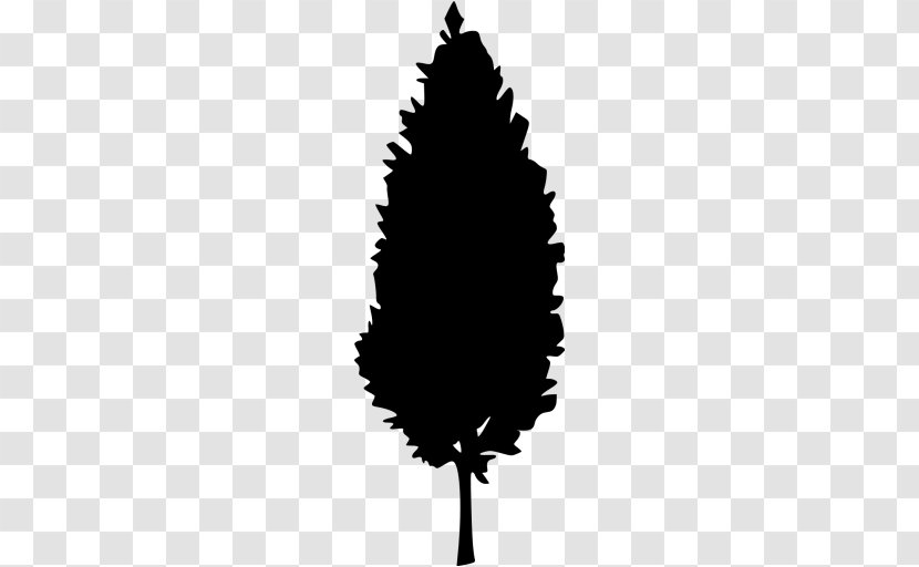 Tree - Oaktree - Quercus Ilex Transparent PNG