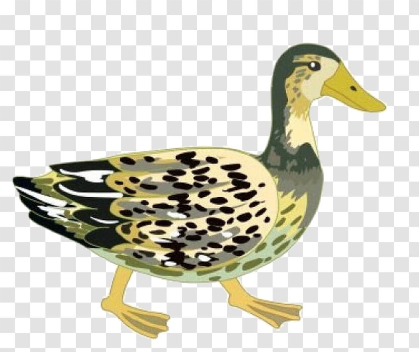 Mallard Duck Goose Drawing - Fauna Transparent PNG