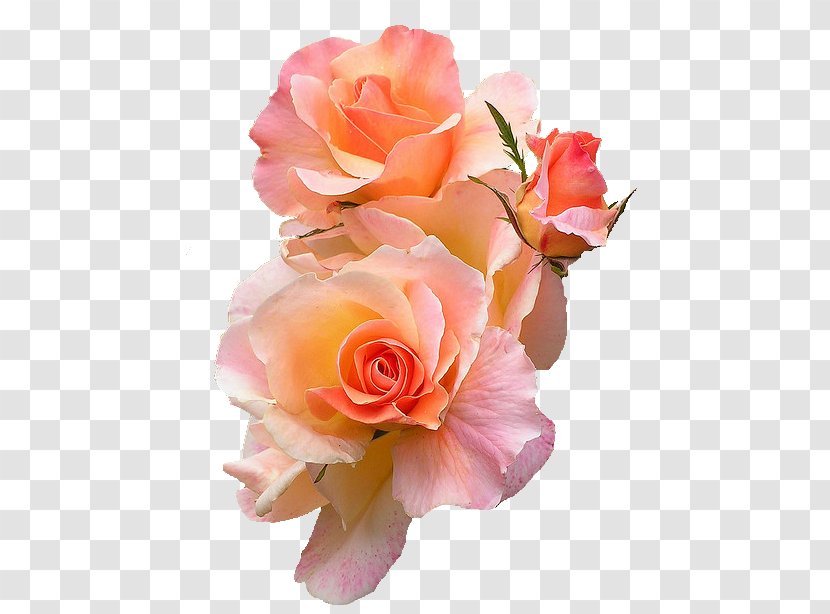 Flower T-shirt Peach Rose Color Transparent PNG